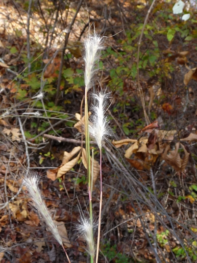 {Andropogon ternarius}